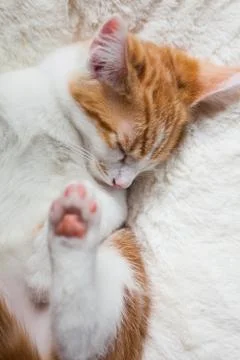 Sleepy Little Ginger Stock Photos