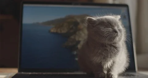 Sleepy little kitten sitting on opened computer screen background  Video stock 120601698