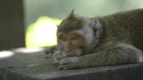 Sleepy little monkey with green background Stock Footage 95175997