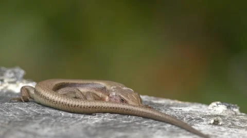 Sleepy lizard absorbing the spring sun. Stock Footage 153881300