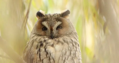 Sleepy long-eared owl Asio otus winking at camera. Close up Video stock 198368414