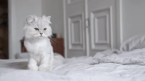 Sleepy long-haired cat with trimmed fur sitting on a bed, slow motion Stock Footage 320467982