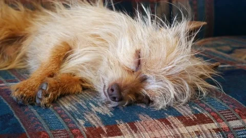 Sleepy Long Haired Dog, On Couch, Eyes Open Briefly, 4K Stock Footage 137825834