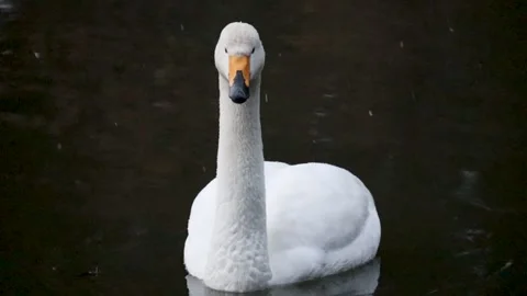A sleepy-looking swan Stock Footage 234282348