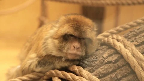 Sleepy Macaque Magot Stock Footage 76880703