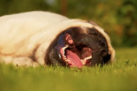 Sleepy mastiff Stock Photos