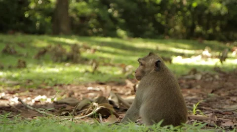 Sleepy Monkey Stock Footage 42779146