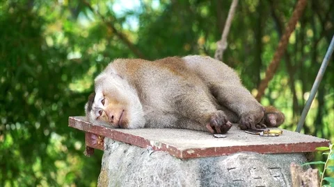 Sleepy monkey lying on the stone Stock Footage 72898906