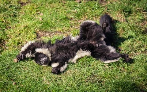 Sleepy monkey Stock Photos