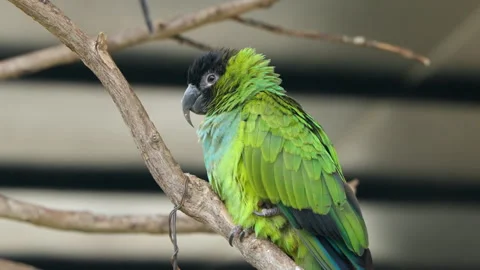 Sleepy Nanday Parakeet Bird (Aratinga Nenday) or Black-hooded Parakeet 스톡 동영상 265128543