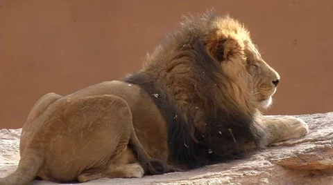 Sleepy old lion on rock Stock Footage 1065010