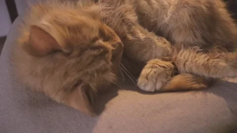 Sleepy orange cat resting on pillow. tired extausted kitten sleeping. cute ginge Stock Footage 162692053