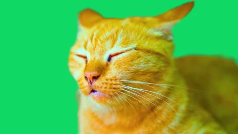 Sleepy orange tabby cat closing its eyes on green screen chroma key footage Stock Footage 341801686