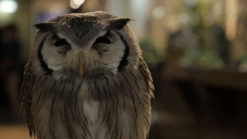 Sleepy owl doesn't care about anything Stock Footage 104517151