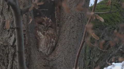 Sleepy owl in a hollow, fall 4K Stock Footage 166702047