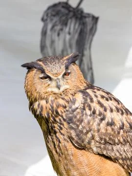 Sleepy owl Stock Photos