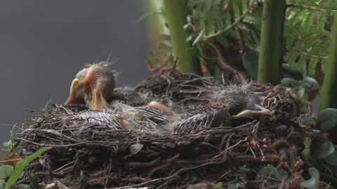 Sleepy Pale Breasted Thrush chicks doze in their nest. Stock Footage 293094375