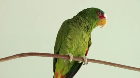 Sleepy Parrot On Branch  Stock Footage 977445