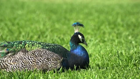 Sleepy peacock sitting on ground Stock Footage