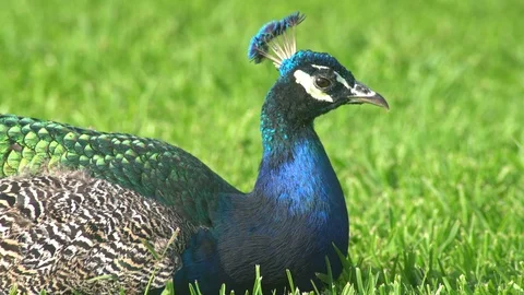 Sleepy peacock sitting on ground Stock Footage