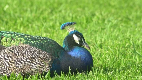 Sleepy peacock sitting on ground Stock Footage