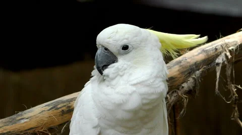 Sleepy Pet Parrot Stock Footage 65968388