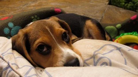 Sleepy pet Stock Photos