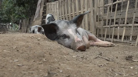Sleepy Pig With Piglets - Myanmar Stock Footage 107217849