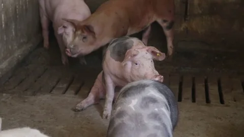 Sleepy pig in the pigpen Stock Footage 82255168