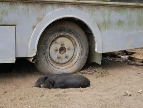 Sleepy Pigs Foto stock