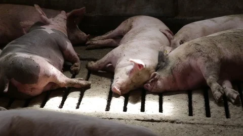 Sleepy pigs in pigsty Vídeo Stock 82255721
