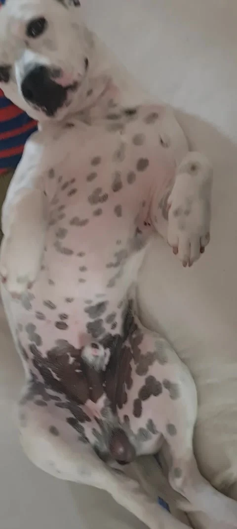 Sleepy Pitmatian Stock-Footage 243355853