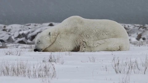 Sleepy polar bear Video stock 122258926