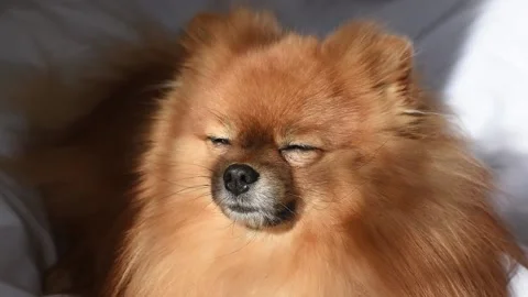 Sleepy Pomeranian Spitz Stock Footage 150229423