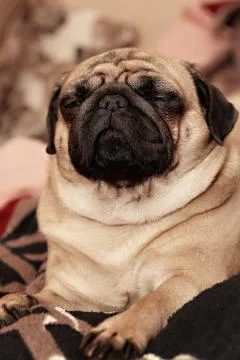 Sleepy pug Stock Photos