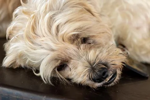 Sleepy Pup Stock Photos