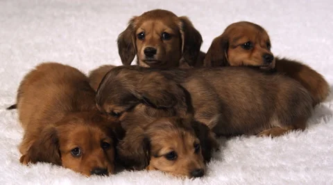 Sleepy puppies snuggled together; one tries to get out from under its litter Stock Footage 59187119