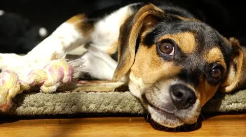 Sleepy Puppy Stock Footage 22037129