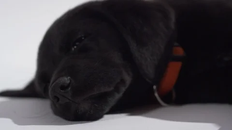 Sleepy puppy getting the pets Stock Footage 110747823