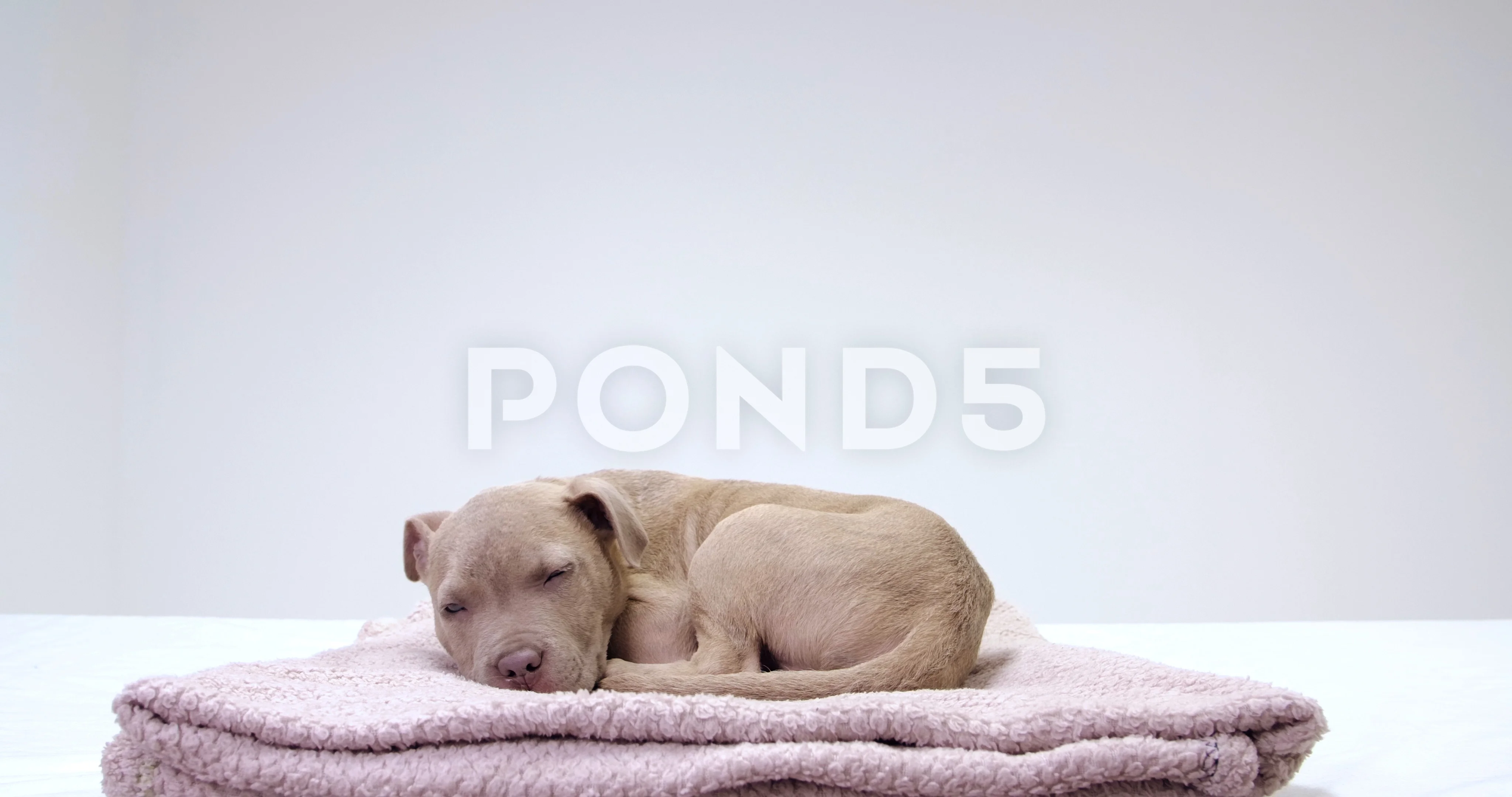 Why Do Pit Bulls Like To Sleep Under Blankets