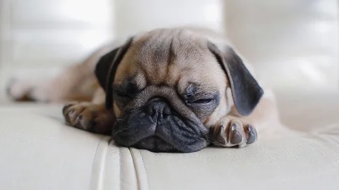 Sleepy puppy the pug Stock Footage 83913461