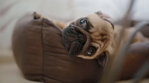 Sleepy puppy the pug Stock Footage 84137907