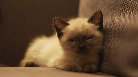 Sleepy Ragdoll kitten Video stock 97567318