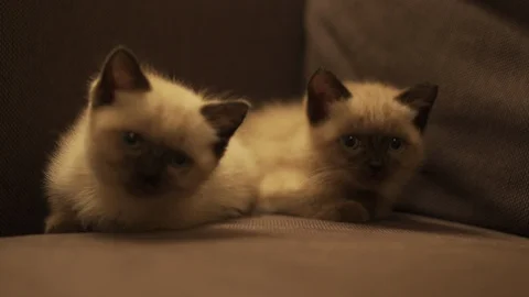 Sleepy Ragdoll kittens Video stock 97568368