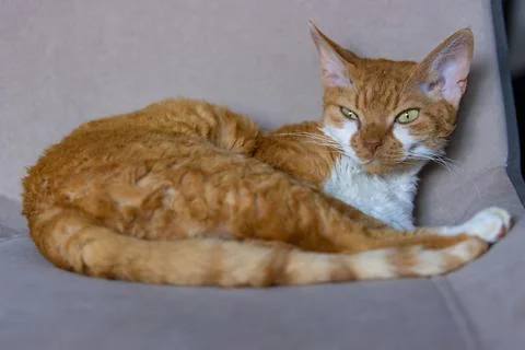 Sleepy red cat devon rex with green eyes resting in a favorite chair Stock Photos