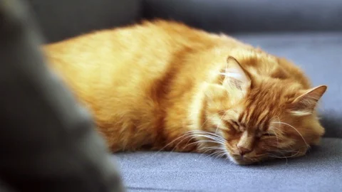 Sleepy Red Cat Stock-Footage 96243273