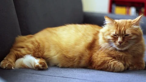 Sleepy Red Cat Lying On Couch 스톡 동영상 96243480