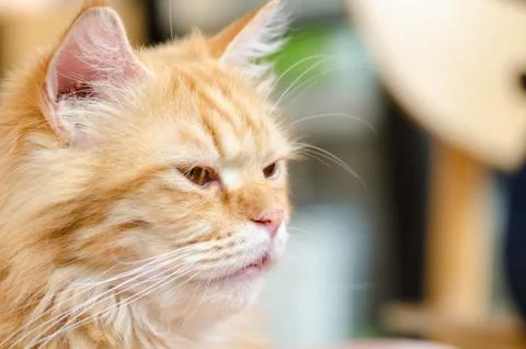 Sleepy red cat Stock Photos