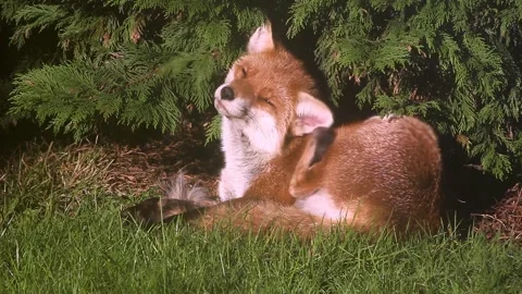 Sleepy red fox scratching itself in the garden on a sunny day Video stock 322819578