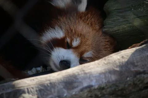Sleepy Red Panda Stock Photos